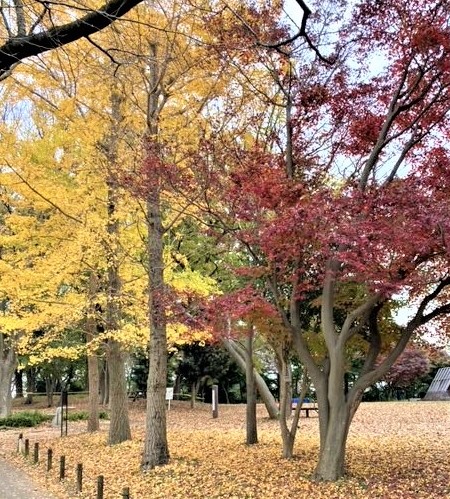 ぼうさいの丘公園モミジ紅葉情報