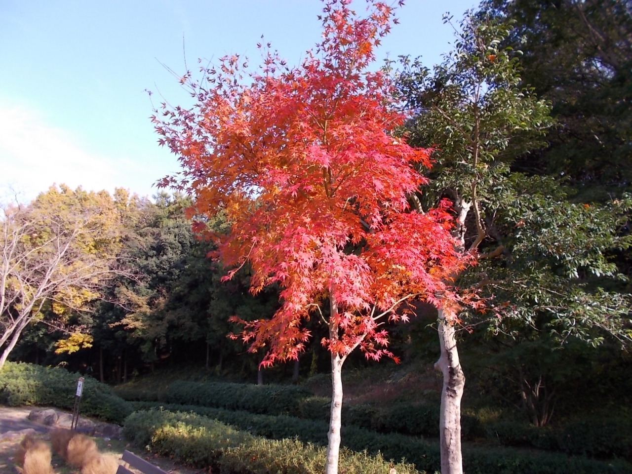 あつぎつつじの丘公園モミジ紅葉情報