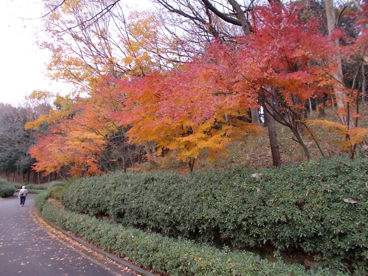 あつぎつつじの丘公園モミジ紅葉情報