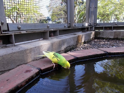 セキセイインコを寄贈しました。